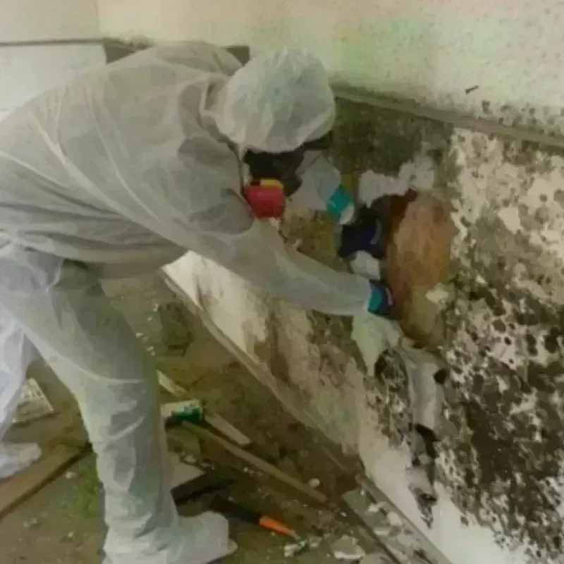 Mold Remediation and Removal in Braidwood, IL